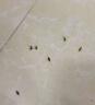 譙清溢驅蚊液蚊香液無(wú)味嬰兒孕婦專(zhuān)用電熱蚊香液無(wú)煙型預防基孔肯雅熱 曬單實(shí)拍圖