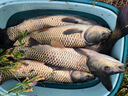 simago喜曼多釣魚傘萬向大釣傘防風(fēng)防暴雨傘釣魚漁具加厚防曬戶外遮陽傘 2.4米 雙層加厚加硬防暴曬UPF50+ 曬單實(shí)拍圖