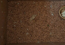 核桃砂倉鼠尿沙蘆丁雞龍貓金絲熊祛味除臭墊料木屑兔子造景5kg 曬單實(shí)拍圖