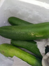荷蘭水果黃瓜新鮮黃瓜甜脆荷蘭蔬菜農家自種生吃無(wú)刺脆嫩小青瓜 荷蘭黃瓜凈重3斤單根≥90g 曬單實(shí)拍圖