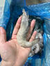 青島大蝦新鮮冷凍特大號鮮活速凍青蝦海蝦白蝦基圍蝦整箱 2.8斤(凈重)  20厘米左右 整箱4斤(1盒) 曬單實(shí)拍圖