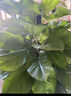 愛(ài)優(yōu)尚八方來(lái)財鴨腳木客廳大型綠植盆栽室內吸甲醛喬遷發(fā)財樹(shù)源頭直發(fā) 曬單實(shí)拍圖