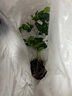 特價懶人水培綠植九里香綠蘿文竹室內(nèi)易養(yǎng)凈化空氣花卉盆栽 九里香5顆【不含盆】土培水培皆可10-15cm 曬單實拍圖