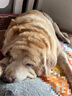 寶路狗糧成犬大型犬狗糧牛肉味15kg均衡營養(yǎng)全價糧30斤【原料透明】 曬單實拍圖