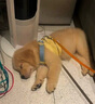 寵六福純種金毛幼犬寵物狗狗活體小狗活物幼崽 寵物級 公 曬單實(shí)拍圖