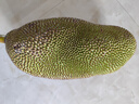 京鮮生 海南老樹菠蘿蜜 18-22斤裝 凈重18斤+ 生鮮水果 源頭直發(fā) 曬單實(shí)拍圖