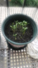 北蔬 香菜種子苗老品種四季盆栽大葉芫荽陽(yáng)臺(tái)菜籽 大葉香菜種子600粒 曬單實(shí)拍圖