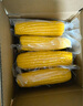 佳農 內蒙黃糯玉米棒8袋*220g 軟糯香甜 真空鎖鮮 源頭直發(fā) 禮盒包郵 曬單實(shí)拍圖