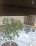 君閔青石石桌石凳庭院桌子花園中式茶幾戶(hù)外桌椅石雕家用復古桌子凳子 方形手頭款直徑120厘米 曬單實(shí)拍圖