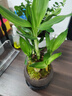 幼薇富貴竹室內(nèi)植物節(jié)節(jié)高桌面綠植帶根好養(yǎng)步步高花卉文昌竹客廳盆栽 富貴竹叢林+紫砂盆+圓形底盤 帶盆栽好 曬單實拍圖