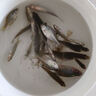 【多款籠網(wǎng)適】黑爆餌料蝦籠魚籠捕魚網(wǎng)籠黃鱔餌料河蝦泥鰍專用 黑爆餌料1大桶(1000g) 曬單實(shí)拍圖