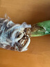 雅卉君子蘭盆栽精品綠植花卉植物室內(nèi)圓頭和尚帶花苞大苗當(dāng)年開(kāi)花 精品君子蘭7-9片葉子+生根粉 不含盆 曬單實(shí)拍圖