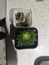 多肉植物自選套餐系列組合搭配花卉盆栽綠植精品多肉新手入門(mén) 寶蓮燈玉露5-6cm【塑料盆栽好】 曬單實(shí)拍圖