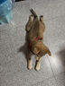 純種中華田園犬廣西土獵犬五黑虎斑黃狗白面獵犬活體幼犬 寵物級 高品質(zhì)黃狗白面 公 曬單實拍圖