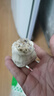 安井 糯米大燒賣 1kg 2斤裝約20個燒麥 家庭裝面點 速凍早餐半成品 曬單實拍圖