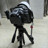 佳能（Canon）RF70-200mm F2.8 L IS USM 遠(yuǎn)攝鏡頭 微單鏡頭 大三元 “小白IS” 曬單實拍圖