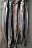 賣(mài)魚(yú)七郎大號秋刀魚(yú)2斤 新鮮海捕鮮活冷凍日料生鮮燒烤食材海鮮魚(yú)類(lèi) 曬單實(shí)拍圖