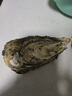 鮮海道 鮮活乳山生蠔3XL 凈重5斤 13-17只 生鮮海鮮貝類(lèi) 源頭直發(fā) 曬單實(shí)拍圖