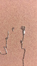 六桂福珠寶七夕禮物PT950鉑金項鏈 元寶鏈 白金項鏈女 PT0300019 2.8g 曬單實拍圖