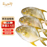 賣(mài)魚(yú)七郎 國產(chǎn)冷凍金鯧魚(yú)凈重2.1斤 共3條 海魚(yú) 生鮮 魚(yú)類(lèi) 海鮮水產(chǎn) 曬單實(shí)拍圖