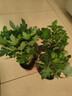 新品重瓣荷蘭菊四季開(kāi)花菊花苗月月菊室內外花多年生耐寒耐熱植物 橙色荷蘭菊1盆+原盆原土【一盆3-4顆】 曬單實(shí)拍圖