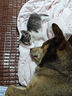 明亮與狗【明亮與狗】 全價(jià)全犬種全犬期犬糧5公斤、10公斤 2包10kg 曬單實(shí)拍圖