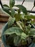 四季桂桂花樹(shù)苗桂花樹(shù)盆栽庭院濃香植物室內外花卉地栽桂花樹(shù)批發(fā) 精品原生四季桂桂花2年苗30cm左右【當年開(kāi)花】 曬單實(shí)拍圖