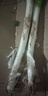 農(nóng)家自種精品山東大蔥特級新鮮鐵桿長白蔥農(nóng)家毛蔥香蔥現(xiàn)挖便宜 山東大蔥（帶老皮）帶箱 1斤 曬單實(shí)拍圖