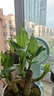 幼薇富貴竹室內(nèi)植物節(jié)節(jié)高桌面綠植帶根好養(yǎng)步步高花卉文昌竹客廳盆栽 富貴竹叢林+紫砂盆+圓形底盤 帶盆栽好 曬單實(shí)拍圖