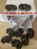 【活蟹】蟹叁鉗莊大閘蟹去繩足重2.7-3.0兩 8只鮮活六月黃鮮活螃蟹水產(chǎn)禮盒源頭直發(fā) 曬單實(shí)拍圖