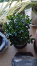 八芽 小葉赤楠盆景擺件室內(nèi)綠植花卉盆栽老樁客廳辦公室桌面好養(yǎng)植物 （【熱銷款】舍得紫砂盆赤楠+苔蘚+底座） 曬單實(shí)拍圖