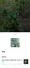 桂花樹(shù)苗桂花苗盆栽金桂四季桂室內(nèi)外濃香型陽(yáng)臺(tái)花卉綠植庭院盆景植物 金桂【濃香型】 3年苗【當(dāng)年開(kāi)花】 曬單實(shí)拍圖