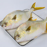 翔泰 海南金鯧魚(yú)凈重900g 2條裝  魚(yú)類(lèi)生鮮 火鍋食材 海鮮水產(chǎn) 中秋 曬單實(shí)拍圖