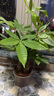 陽(yáng)凈【陶瓷盆】發(fā)財樹(shù)盆栽他批室內植物大棵客廳招財植物前臺綠植喬遷 【5年精品】S級三桿發(fā)財樹(shù)(原盆+招財吊牌) 曬單實(shí)拍圖