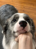 愛(ài)肯拿（ACANA）狗糧 鴨肉梨成犬幼犬 低敏去淚痕 全價(jià)通用原裝進(jìn)口糧2kg效期26/5 曬單實(shí)拍圖