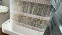 摩動(dòng)豆芽機(jī)全自動(dòng)家用多功能發(fā)黃綠豆芽神器水循壞灑水微電腦智能定時(shí)發(fā)豆芽機(jī)器MD-DY01 曬單實(shí)拍圖
