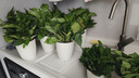 雙盟綠蘿盆栽除甲醛花卉綠植辦公新房?jì)艋諝?80龍蛋光面4盆源頭直發(fā) 曬單實(shí)拍圖