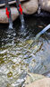 老漁匠魚(yú)池抽水過(guò)濾不銹鋼大流量戶(hù)外假山流水噴泉潛水泵循環(huán)水泵 【新一代高揚程】60W流量3000L/H 曬單實(shí)拍圖
