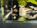 噴火燈小型魚(yú)熱帶魚(yú)淡水燈魚(yú)燈科魚(yú)草缸魚(yú)群游寵物活體包郵包活 1.2cm噴火燈5條送1條備損 曬單實(shí)拍圖