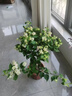 重瓣三角梅苗盆栽地栽花卉老樁室內(nèi)陽臺(tái)庭院爬藤植物四季開花 綠櫻【花期帶花原盆原土發(fā)貨】 曬單實(shí)拍圖