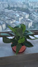 【吸甲醛植物】大葉金鉆盆栽室內綠植辦公室客廳四季常青水培好養 金鉆+舍得紫砂盆+圓底座 一盆三顆【下單就送顆粒肥】 曬單實(shí)拍圖