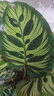 彩虹竹芋盆栽水培孔雀竹芋彩葉綠植物花卉室內夏季天除甲醛好養活 140#精品孔雀竹芋16-25片葉(原盆） 曬單實(shí)拍圖