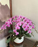 Only you【兩小時(shí)達】蝴蝶蘭帶花苞花劍花盆真花蘭花盆栽開(kāi)業(yè)中秋節禮物 7株粉色（瓷盆隨機） 曬單實(shí)拍圖