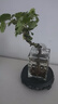 臨雅水培圓葉福祿桐錢(qián)多多盆栽花卉植物客廳室內桌面茶幾懶人水養綠植 福祿桐【鉆石四方盆】+吊牌 曬單實(shí)拍圖