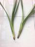 墨蘭蘭花苗盆栽帶花苞發(fā)貨精品名貴花卉綠植物室內(nèi)四季好養(yǎng)活企黑 建蘭（高方盆+底托）【10株苗】 曬單實(shí)拍圖