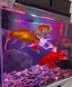 倍羽斯2號(hào) 觀賞魚(yú)缸生態(tài)除藻去綠水青苔黑毛藻魚(yú)池黑毛水藻除藻劑 三瓶裝（除藻綠水/分解/去渾）楊科長(zhǎng)推薦 曬單實(shí)拍圖