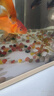 南京雨花石原石天然清倉鵝卵石石頭花盆魚(yú)缸裝飾彩石頭彩色小石子 1-2厘米（1斤60到80顆） 曬單實(shí)拍圖