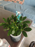 水培富貴椰子盆栽綠植鴨腳木室內(nèi)植物新家吸甲醛綠蘿好養(yǎng)活裸苗 鴨腳木3株（裸苗） 曬單實(shí)拍圖