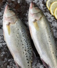鮮活沖浪河鱸魚(yú)400-500g/條 曬單實(shí)拍圖