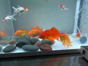 森森（SUNSUN）自動(dòng)喂食器魚(yú)缸智能喂魚(yú)器烏龜自動(dòng)投食器水族箱金魚(yú)定時(shí)投喂 普通款喂食器帶漏斗（雙食盒） 自動(dòng)定時(shí)喂食器+2節電池 曬單實(shí)拍圖